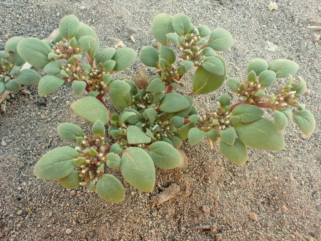 Phacelia cookei (Cooke's phacelia), native California herb