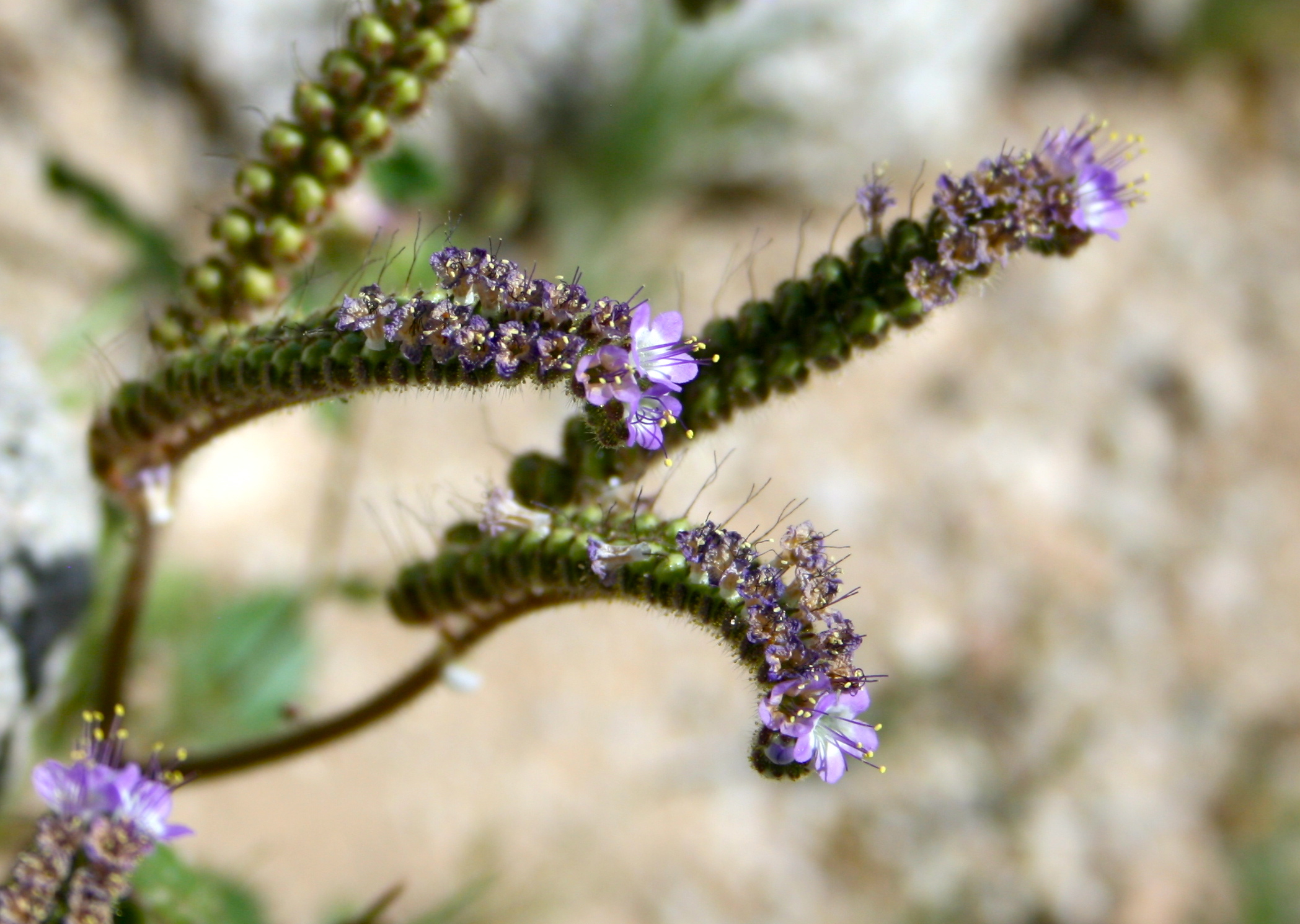 Phacelia crenulata var. ambigua (Heliotrope phacelia), native California herb