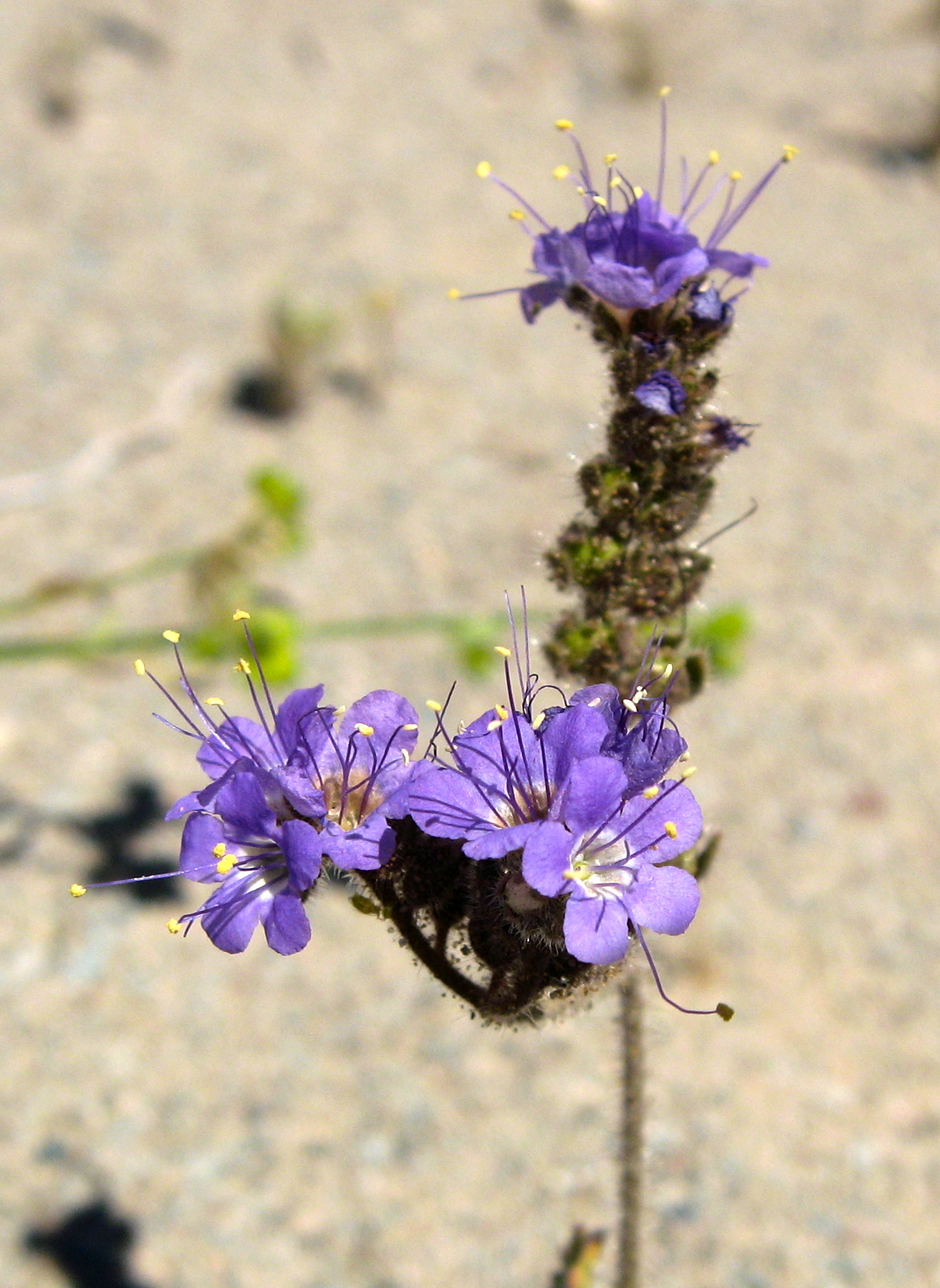 Phacelia crenulata var. crenulata (Cleftleaf wildheliotrope), native California herb