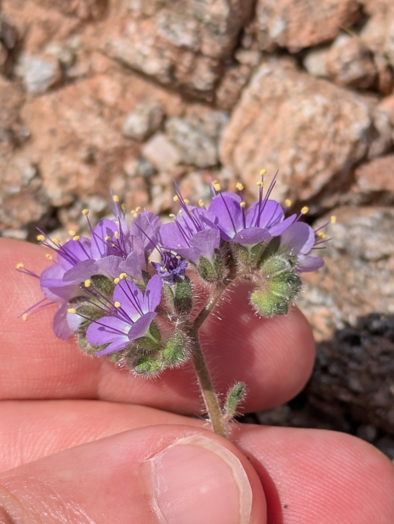 Phacelia crenulata (Cleftleaf wildheliotrope), native California herb