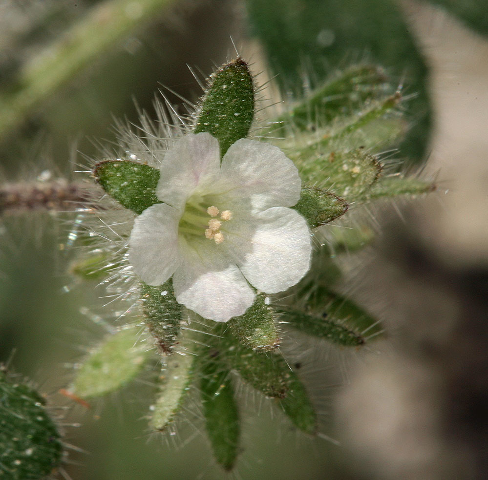 Phacelia cryptantha (Hiddenflower phacelia), native California herb