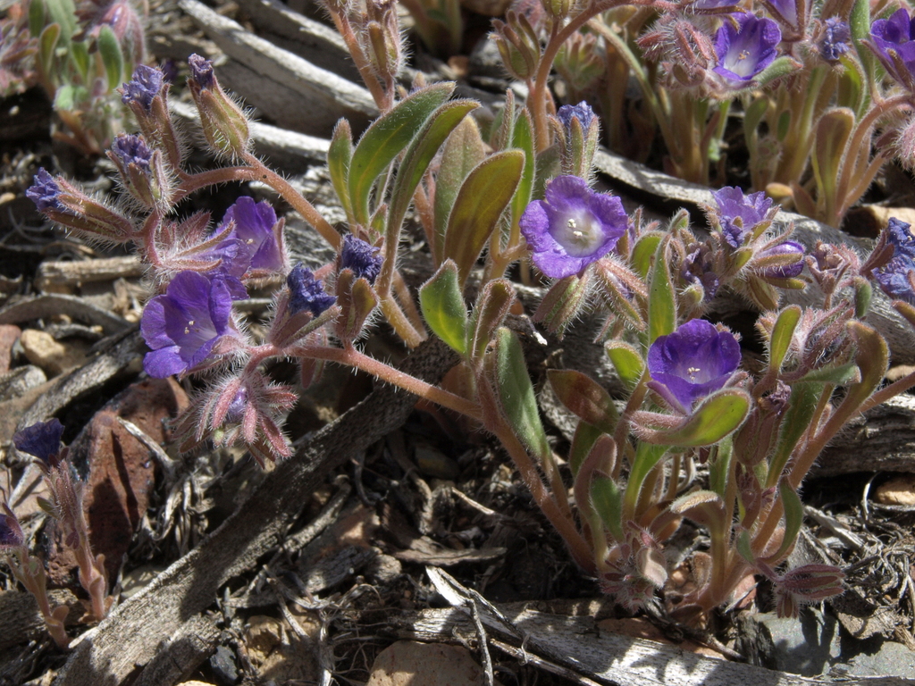 Phacelia curvipes (Washoe phacelia), native California herb