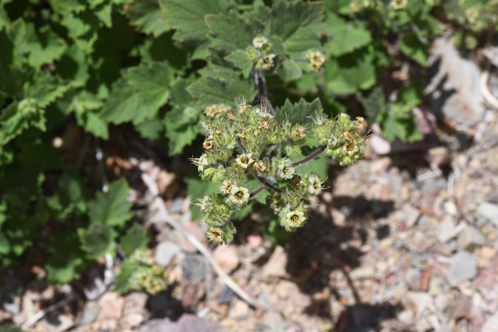 Phacelia damnationensis (Damnation pass phacelia), native California perennial