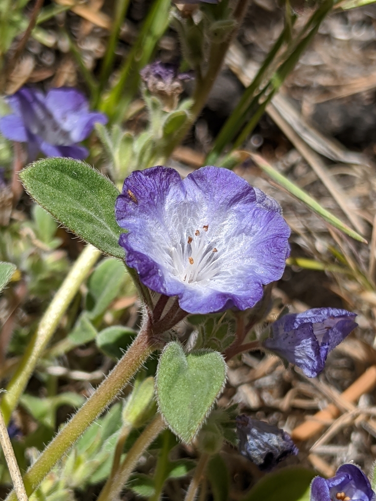 Phacelia davidsonii (Davidson's phacelia), native California herb