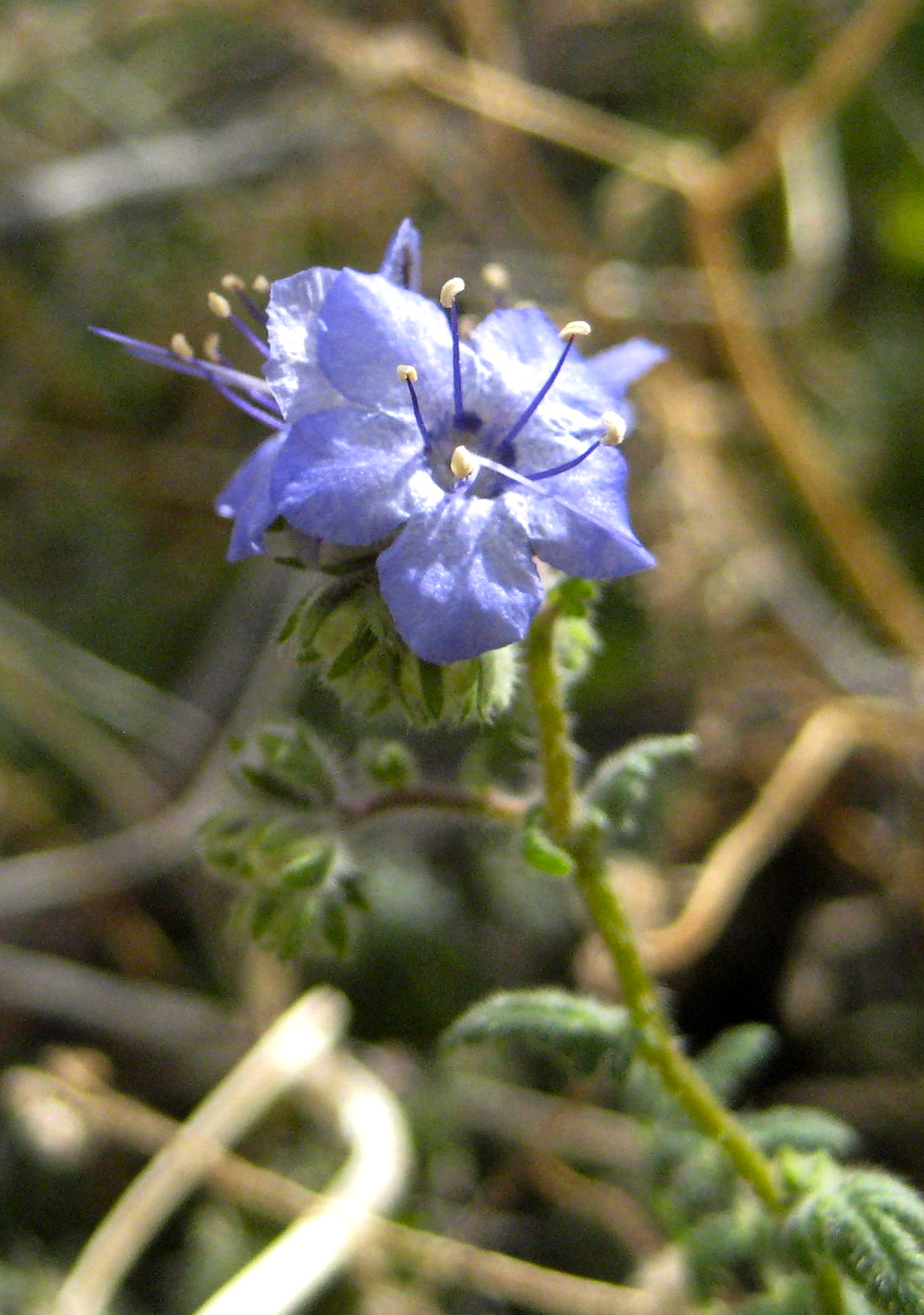 Phacelia distans (Common phacelia), native California herb