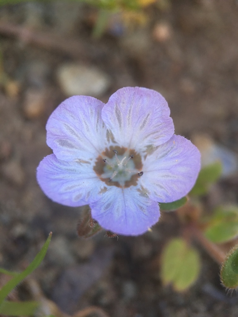 Phacelia divaricata, native California herb