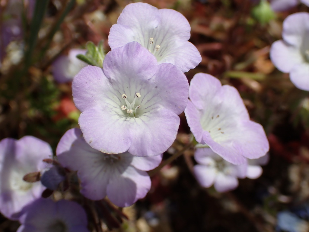 Phacelia douglasii (Douglas' phacelia), native California herb