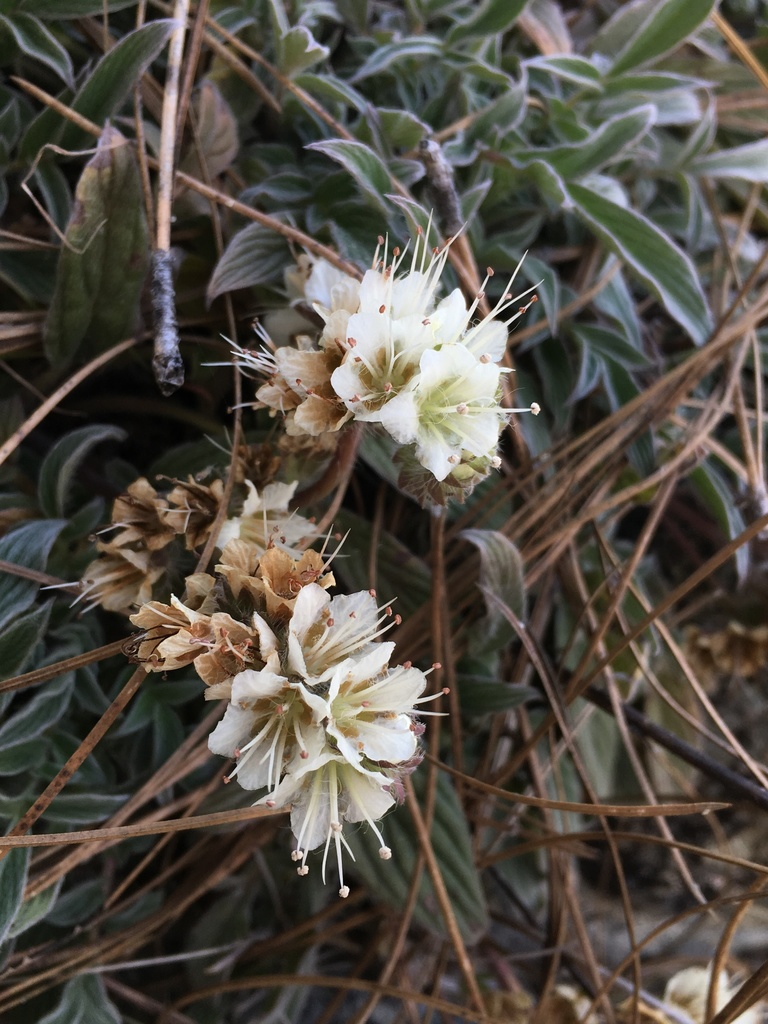 Phacelia egena (Kaweah river phacelia), native California herb