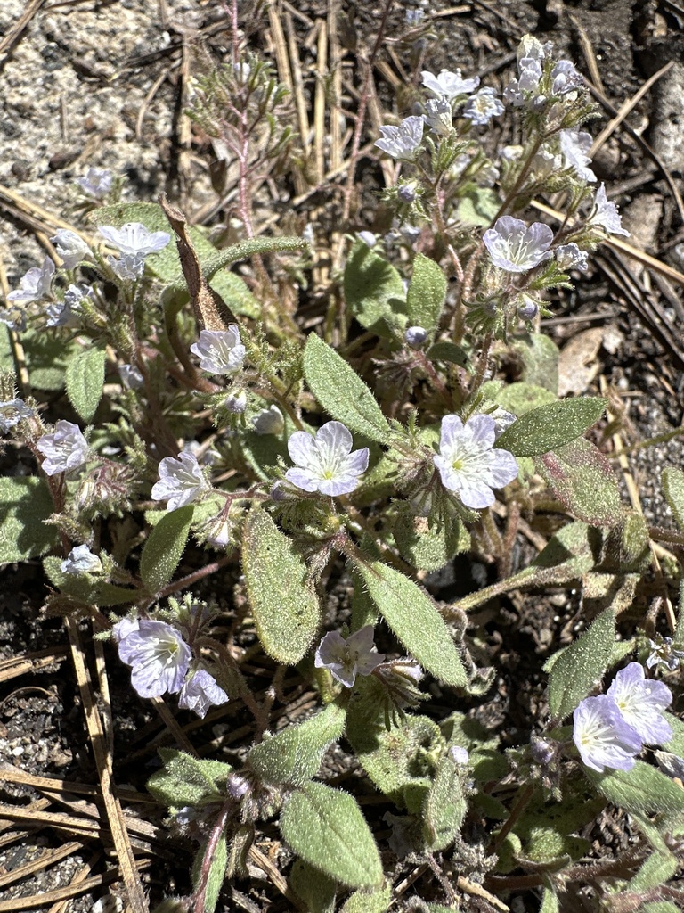 Phacelia eisenii (Eisen's phacelia), native California herb