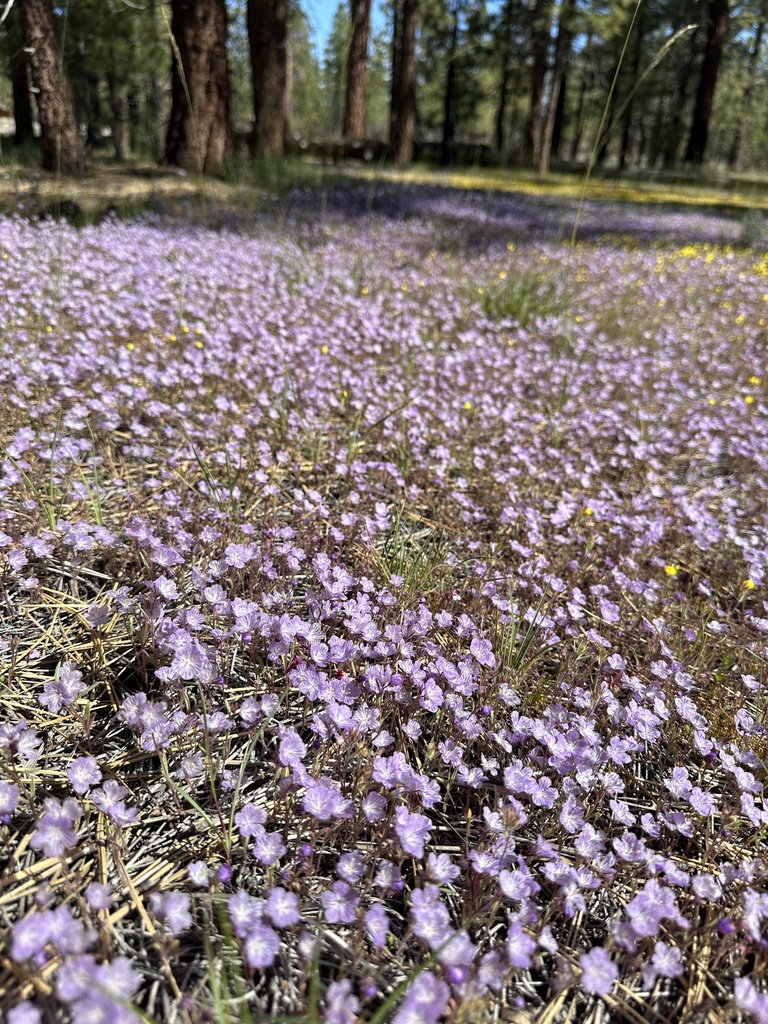 Phacelia exilis (Transverse range phacelia), native California herb