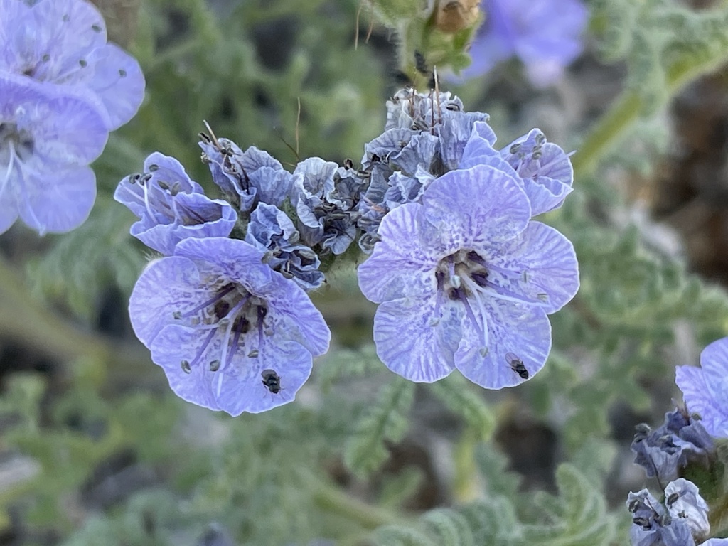 Phacelia floribunda (Many-flowered phacelia), native California herb