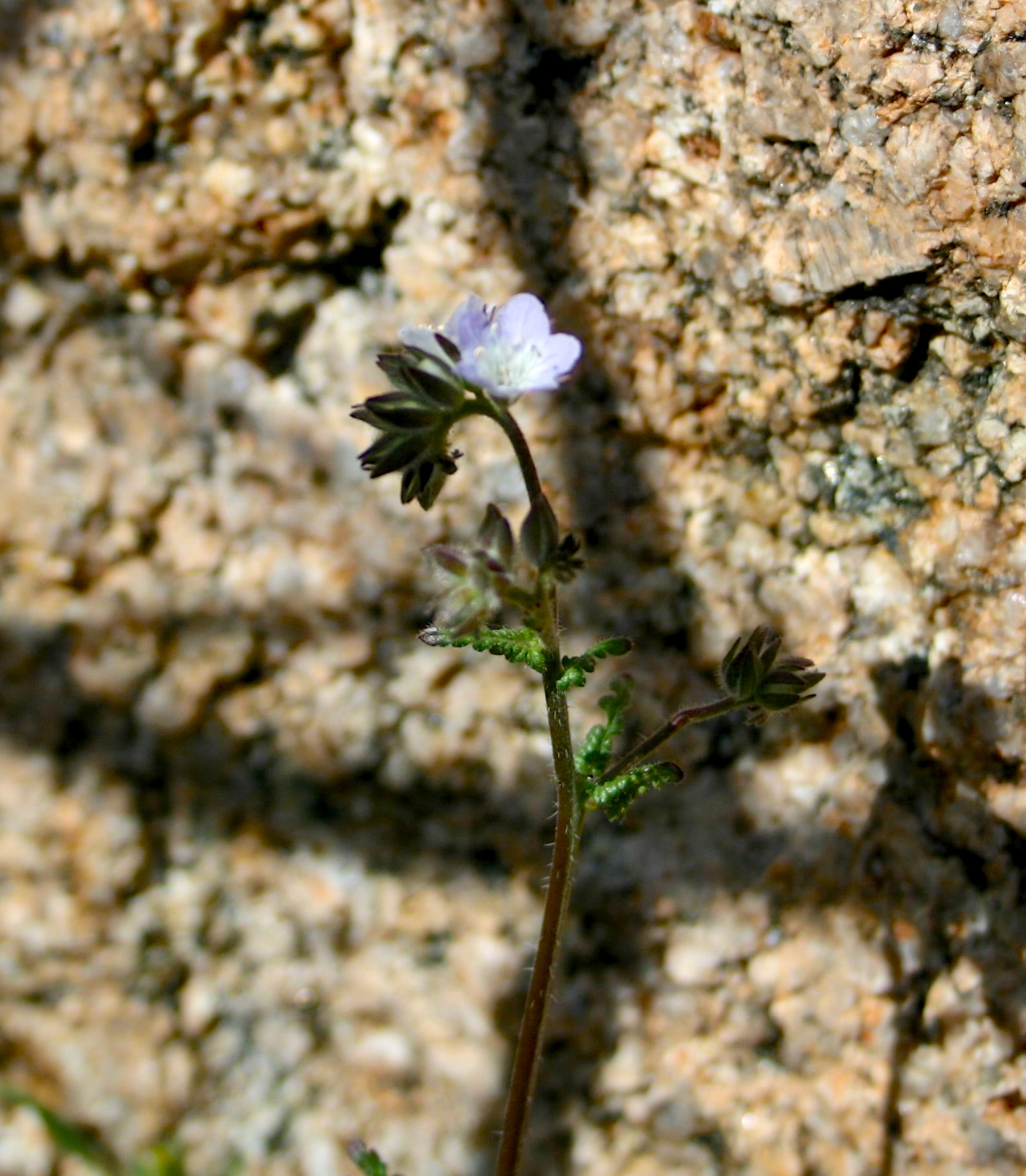 Phacelia fremontii (Fremont's phacelia), native California herb