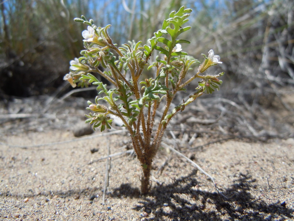 Phacelia glandulifera (Sticky phacelia), native California herb