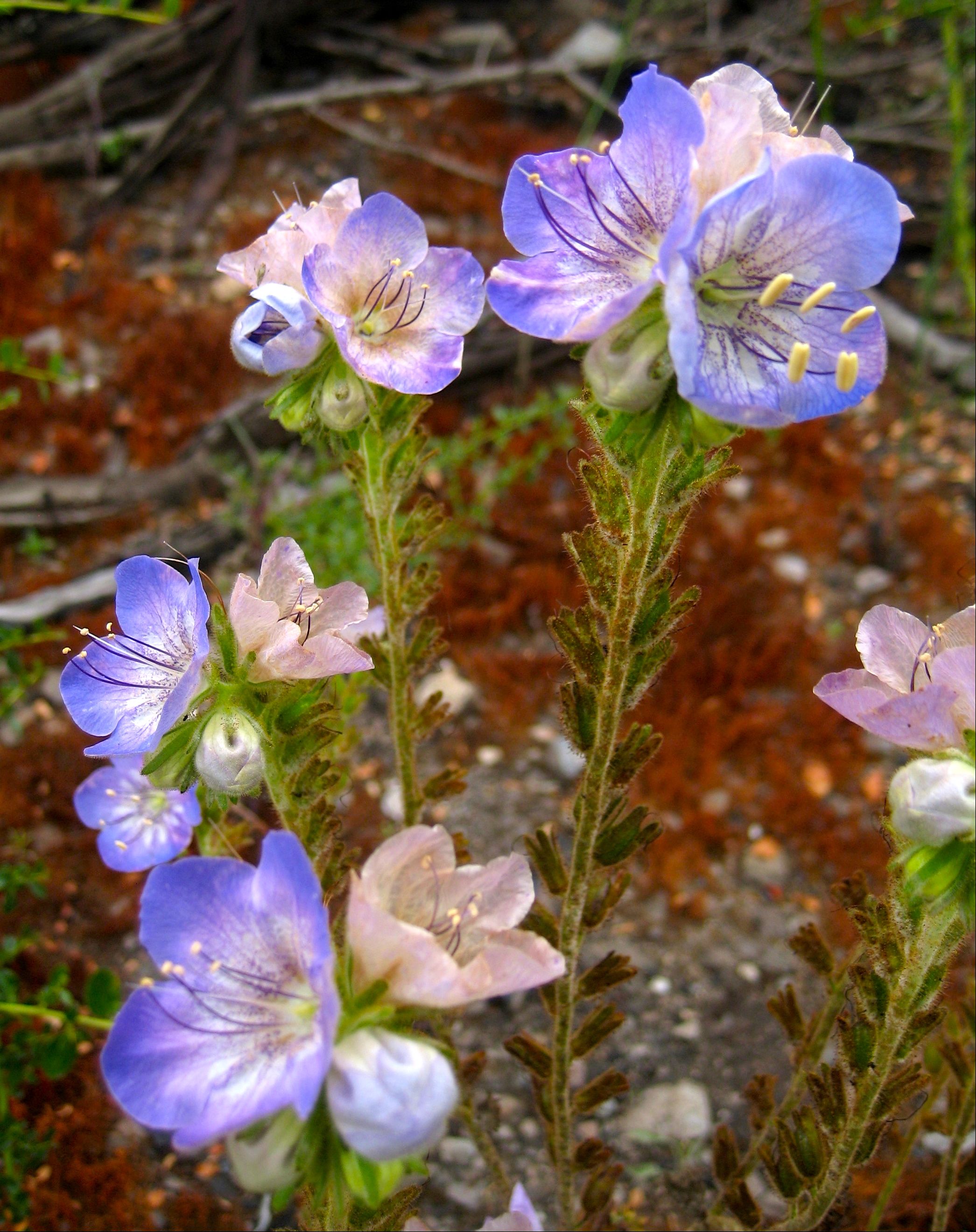 Phacelia grandiflora (Giant flowered phacelia), native California herb