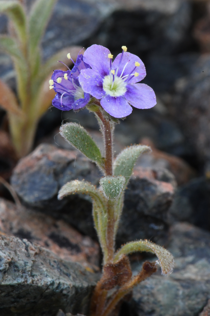 Phacelia greenei (Scott valley phacelia), native California herb