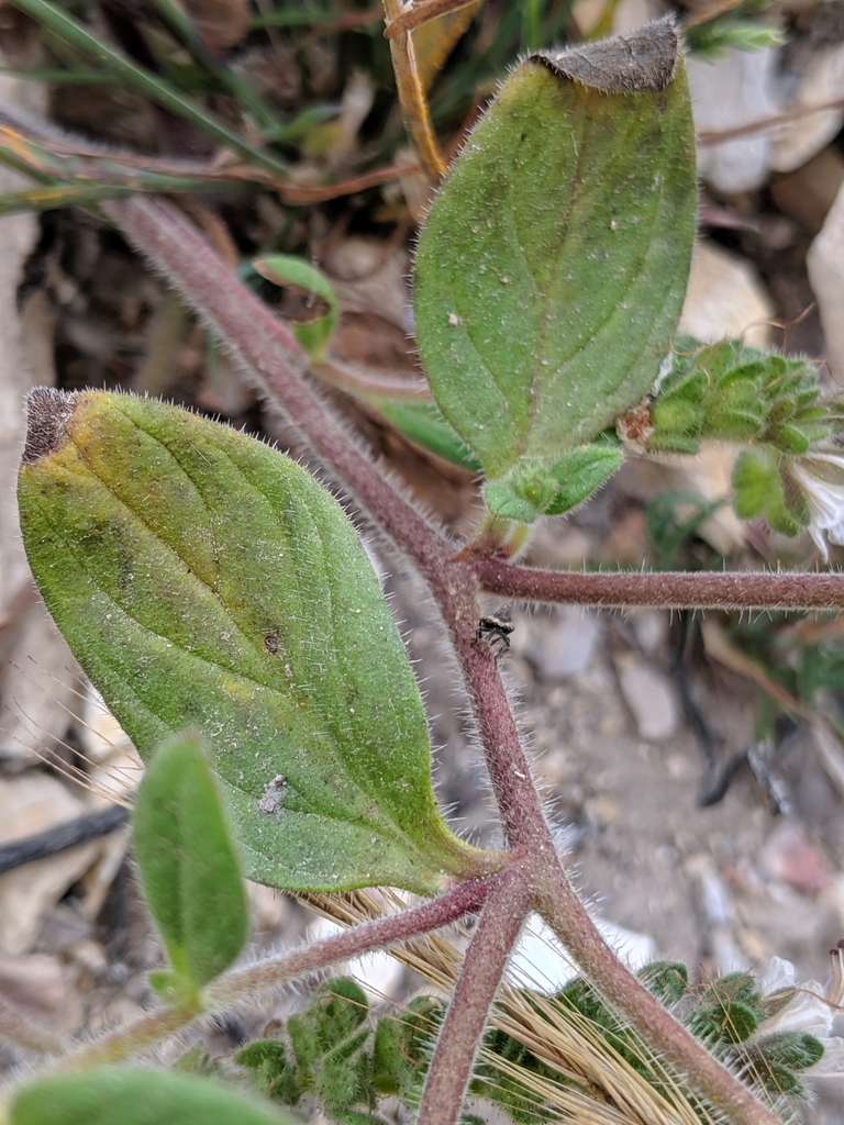 Phacelia grisea (Grey phacelia), native California herb