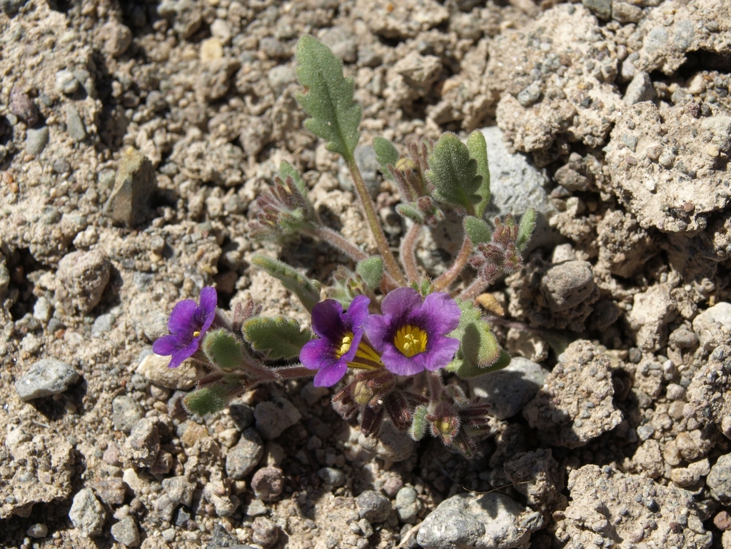 Phacelia gymnoclada (Naked-stemmed phacelia), native California herb