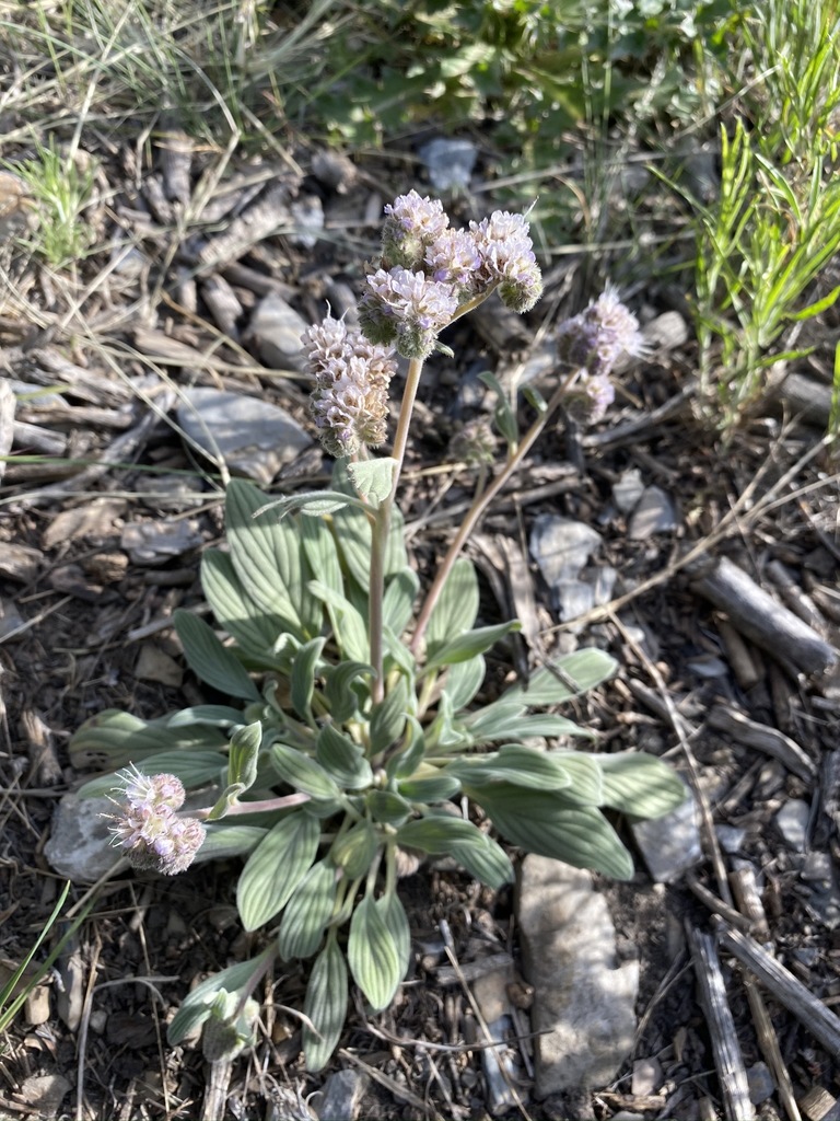 Phacelia hastata — parent species of Phacelia hastata var. hastata