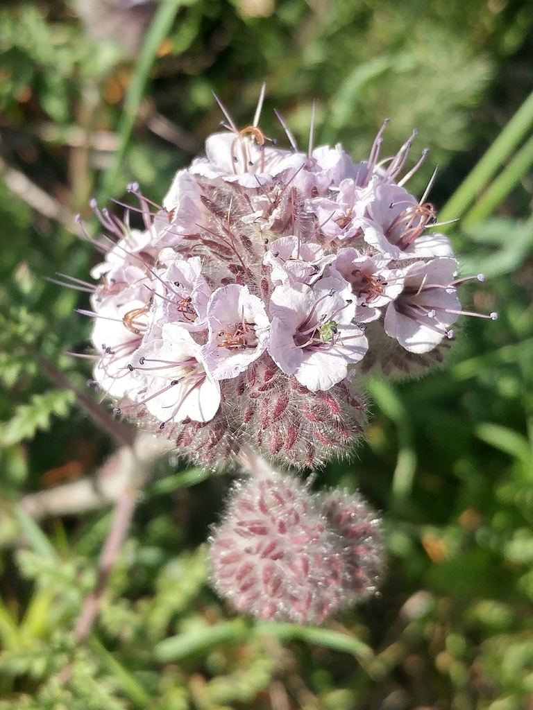 Phacelia hubbyi (Hubby's phacelia), native California herb