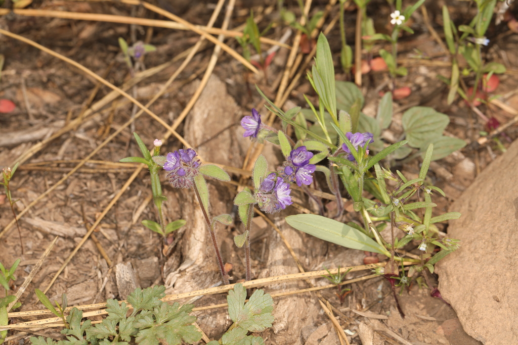 Phacelia humilis — parent species of Phacelia humilis var. humilis