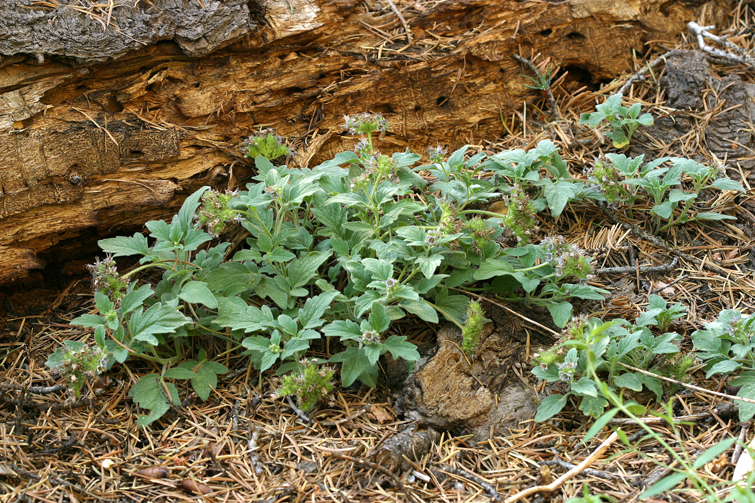Phacelia hydrophylloides (Water leaf phacelia), native California herb