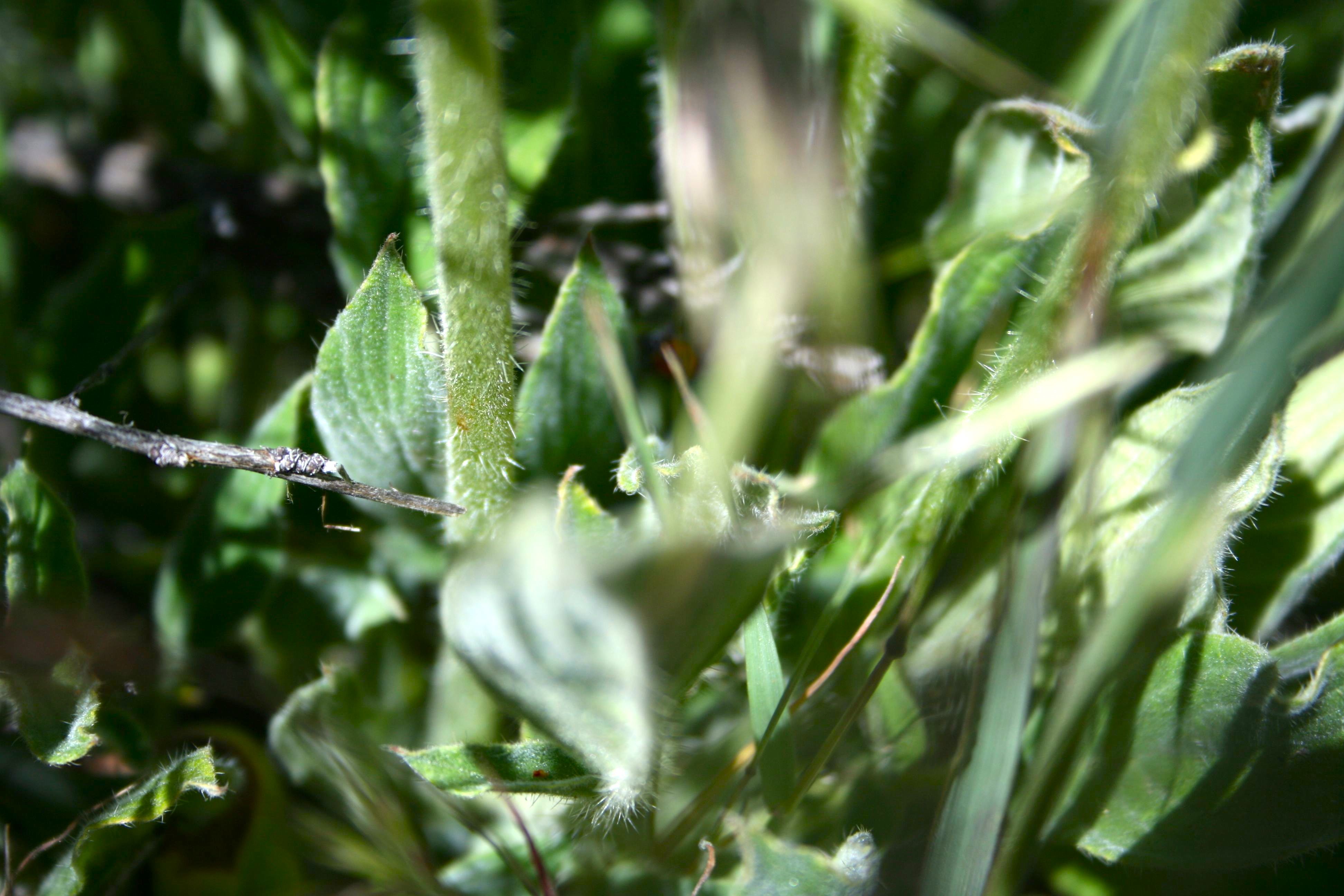 Phacelia imbricata (Imbricate phacelia), native California subshrub