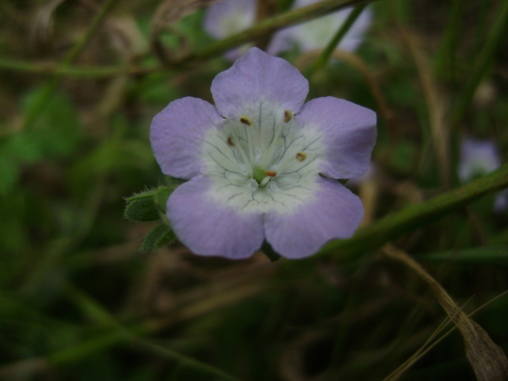 Phacelia insularis — parent species of Phacelia insularis var. continentis