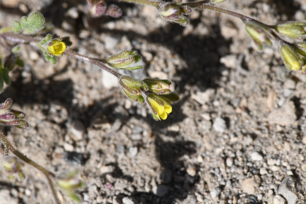 Phacelia inyoensis (Inyo phacelia), native California herb