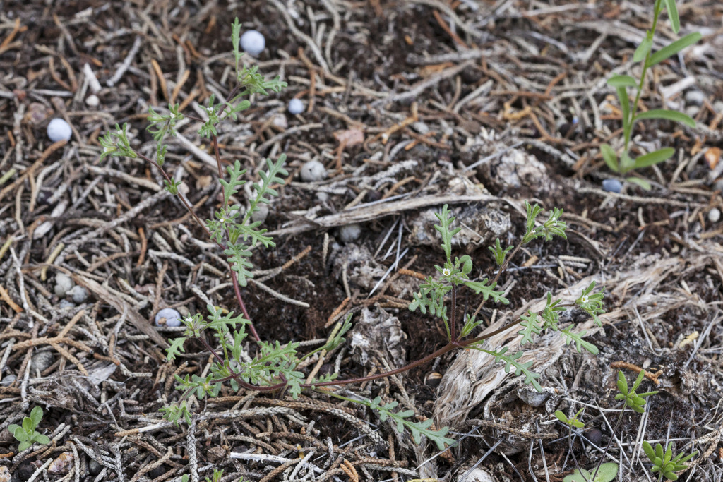 Phacelia ivesiana (Ives' phacelia), native California herb