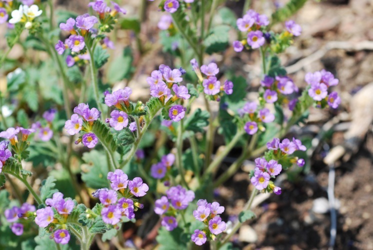 Phacelia keckii (Santiago peak phacelia), native California annual