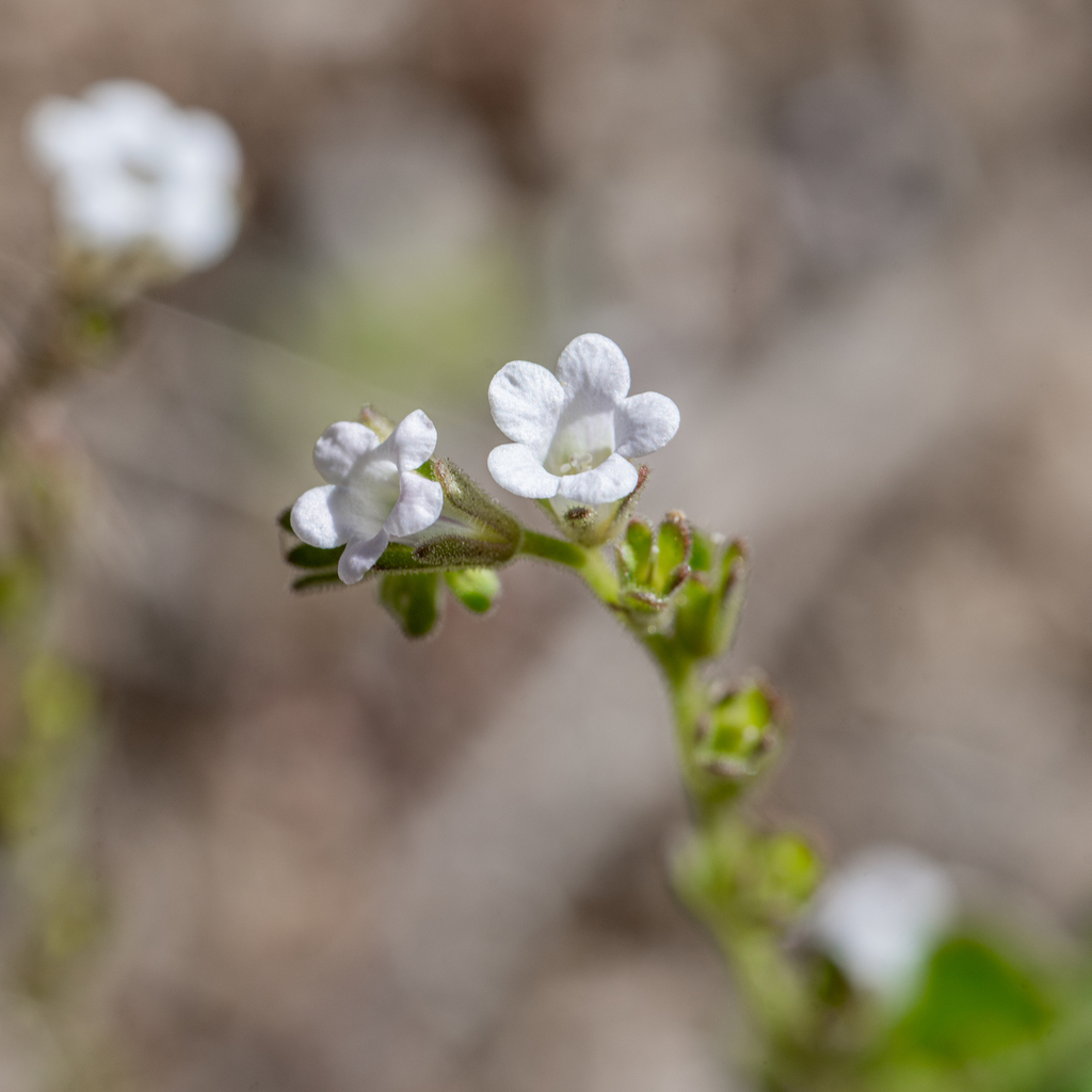 Phacelia lemmonii (Lemmon's phacelia), native California herb