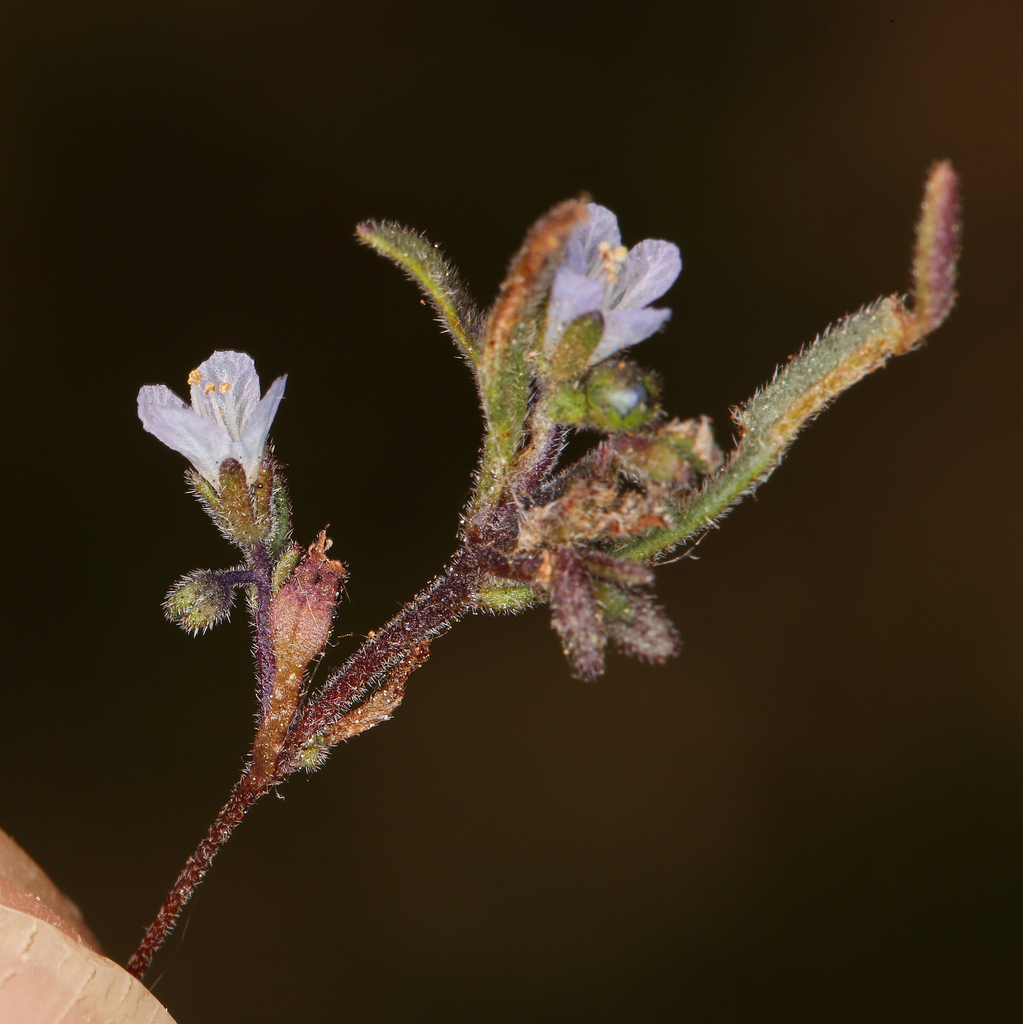 Phacelia leonis (Siskiyou phacelia), native California herb