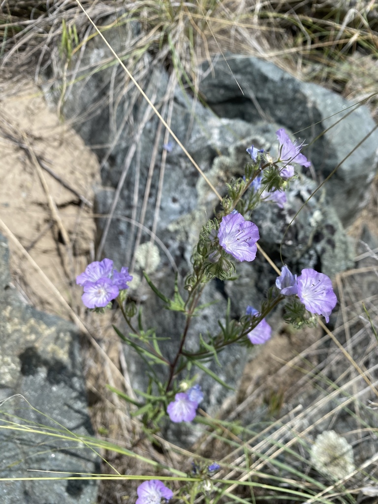 Phacelia linearis (Linear leaf phacelia), native California herb