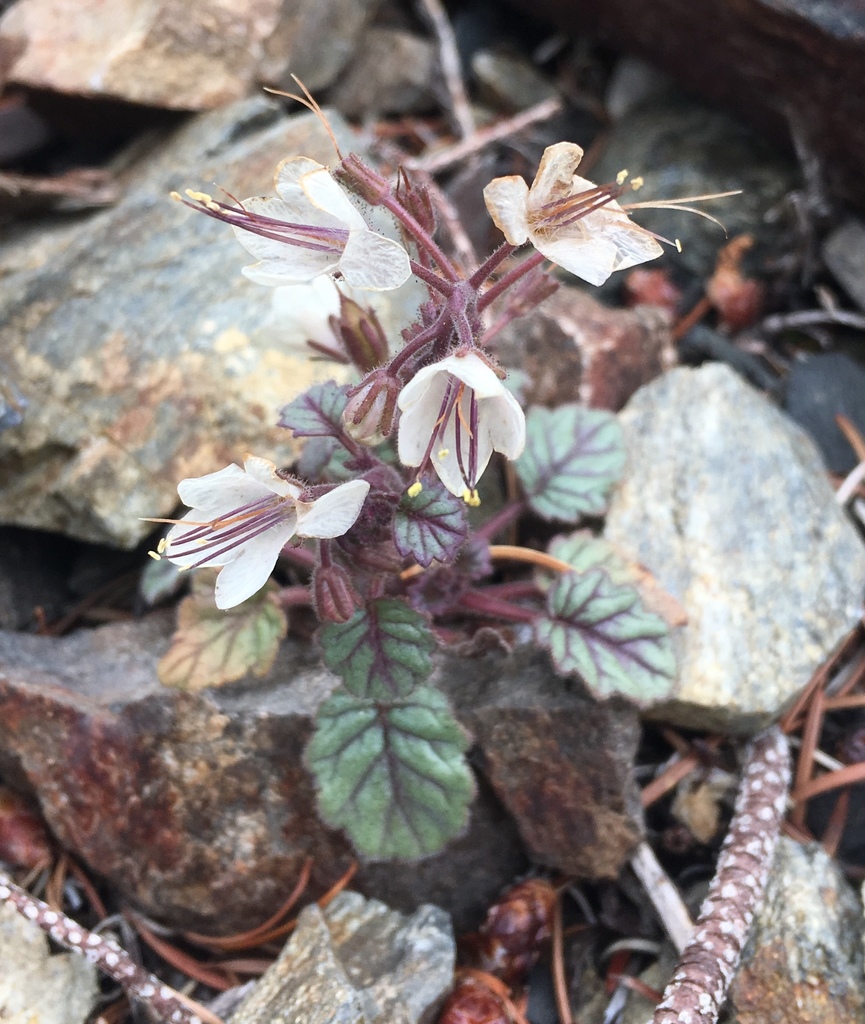 Phacelia longipes (Long stalk phacelia), native California herb