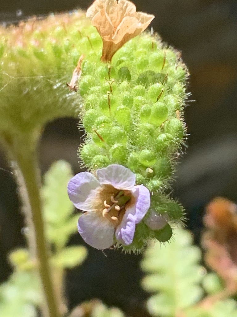 Phacelia lyonii (Lyon's phacelia), native California herb