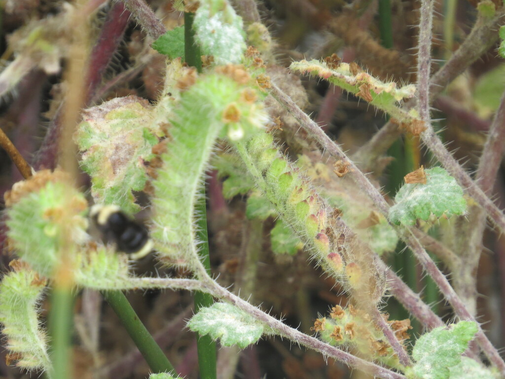 Phacelia malvifolia (Stinging phacelia), native California herb
