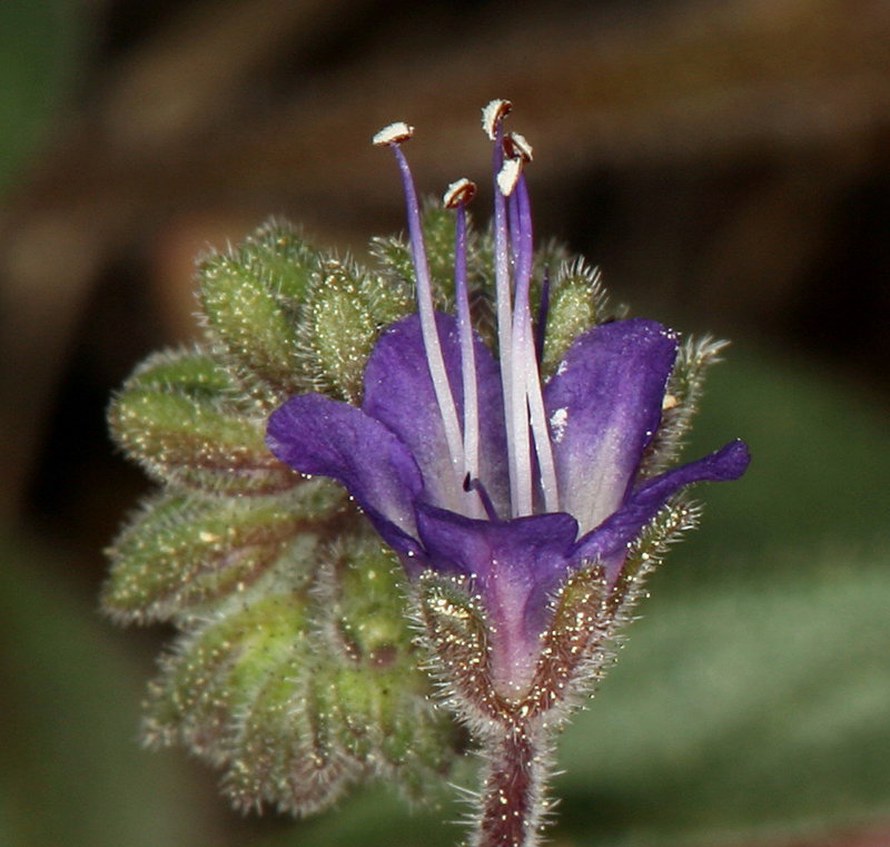 Phacelia marcescens (Marcescent phacelia), native California herb