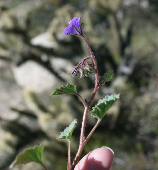 Phacelia minor (Wild canterbury bells), native California herb