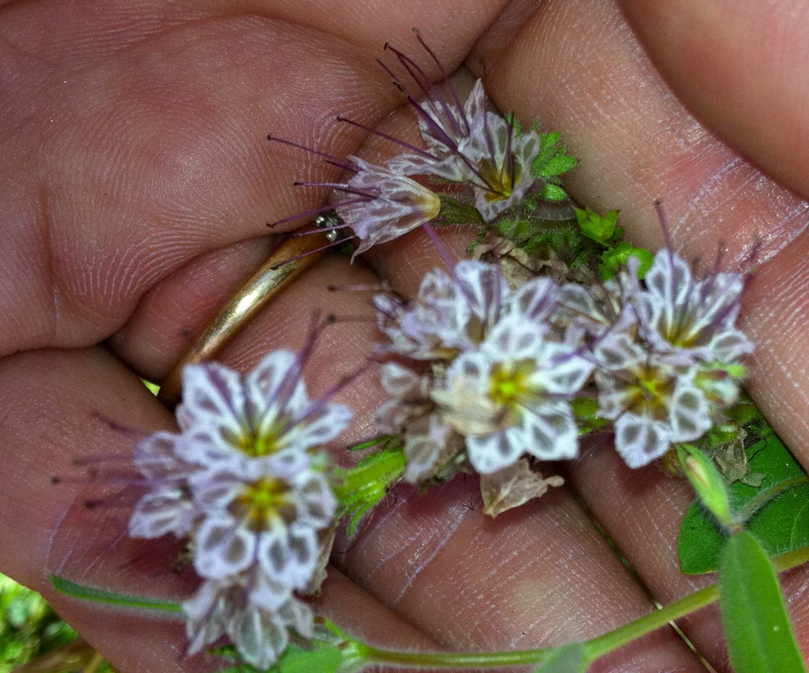 Phacelia mohavensis (Mojave phacelia), native California herb