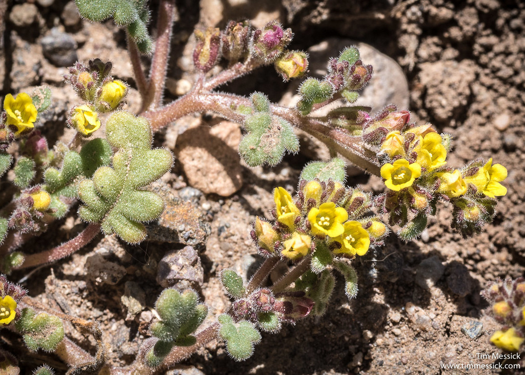 Phacelia monoensis (Mono county phacelia), native California herb