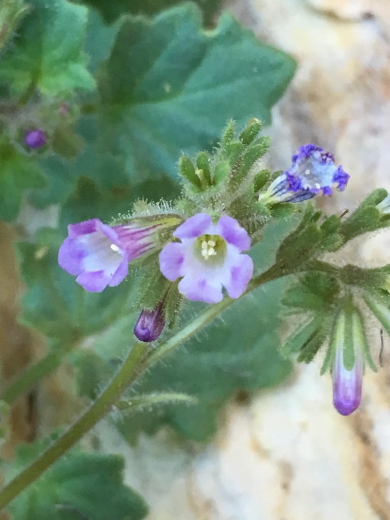 Phacelia mustelina (Death valley round-leaved phacelia), native California herb