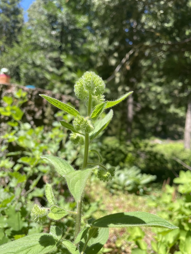 Phacelia mutabilis (Changeable phacelia), native California herb