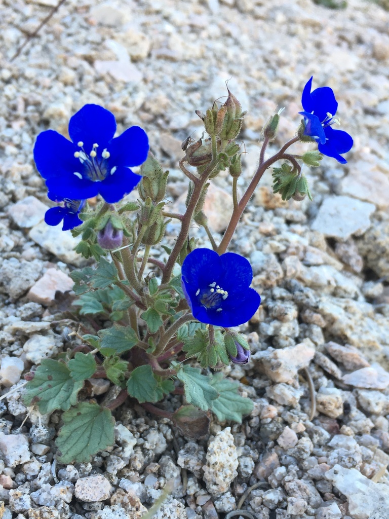 Phacelia nashiana (Charlotte's phacelia), native California herb