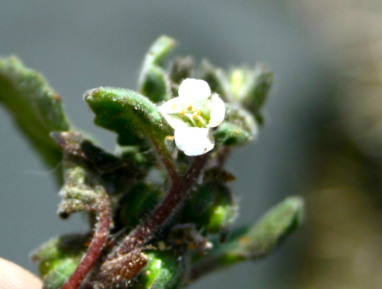 Phacelia neglecta (Alkali phacelia), native California herb