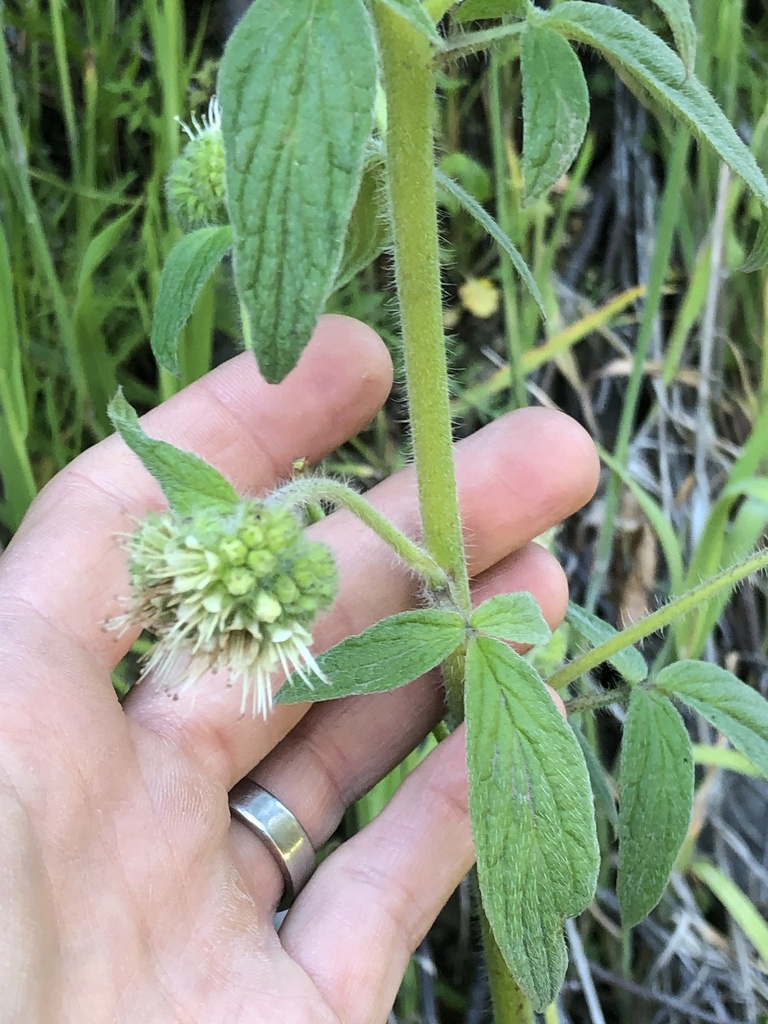 Phacelia nemoralis var. oregonensis, native California herb