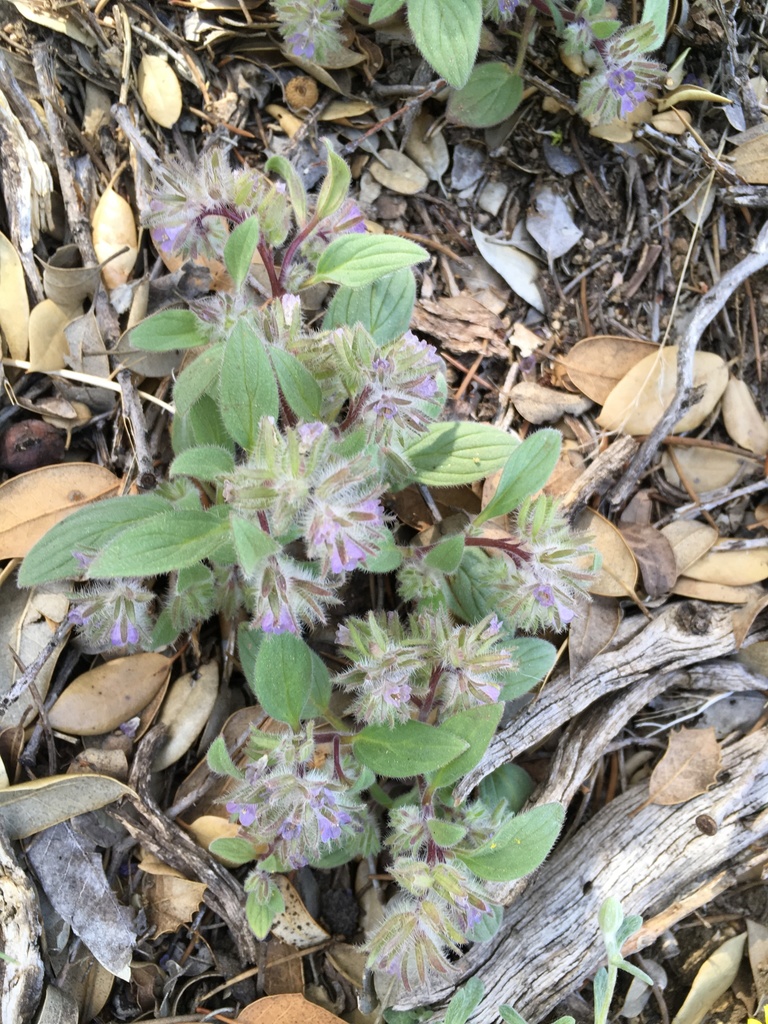 Phacelia novenmillensis (Nine mile canyon phacelia), native California herb