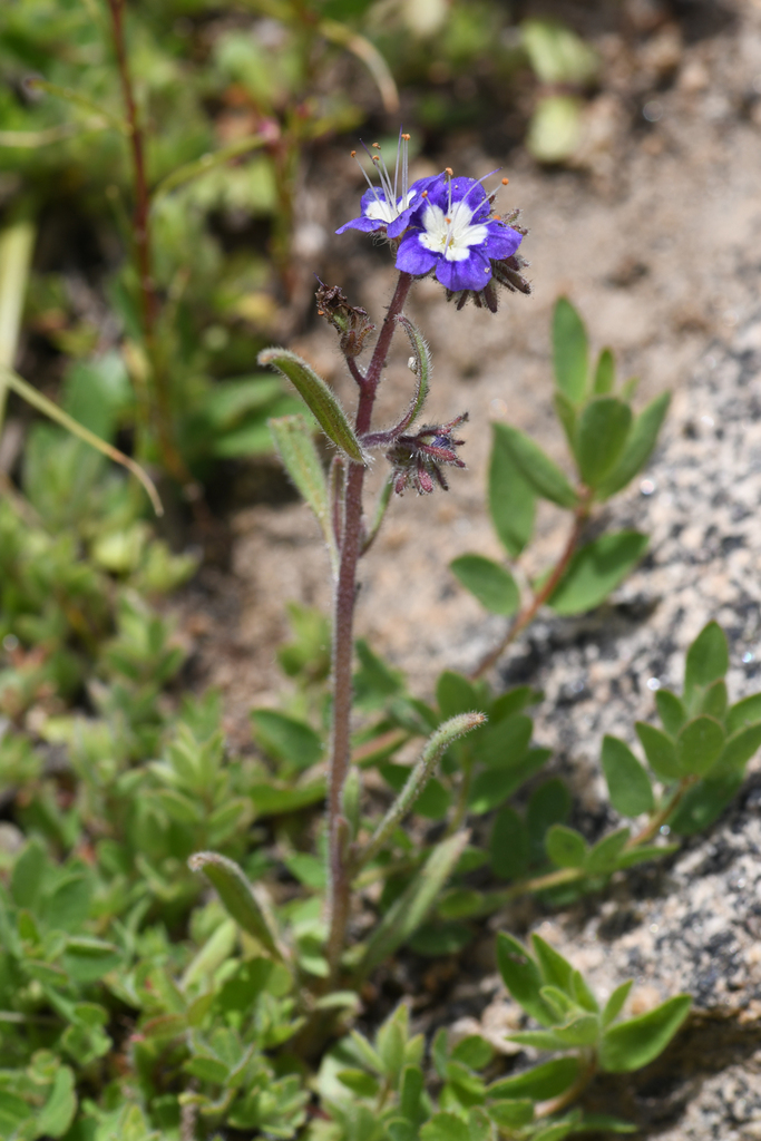 Phacelia orogenes (Mountain phacelia), native California subshrub