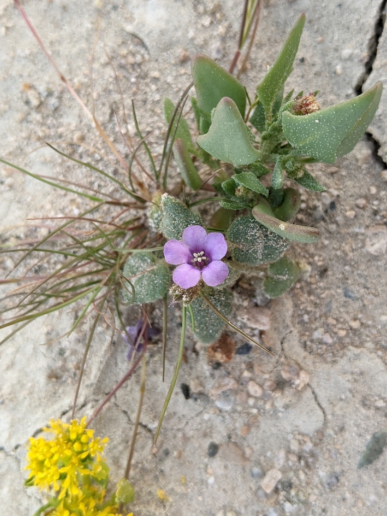 Phacelia pachyphylla (Blacktack phacelia), native California herb