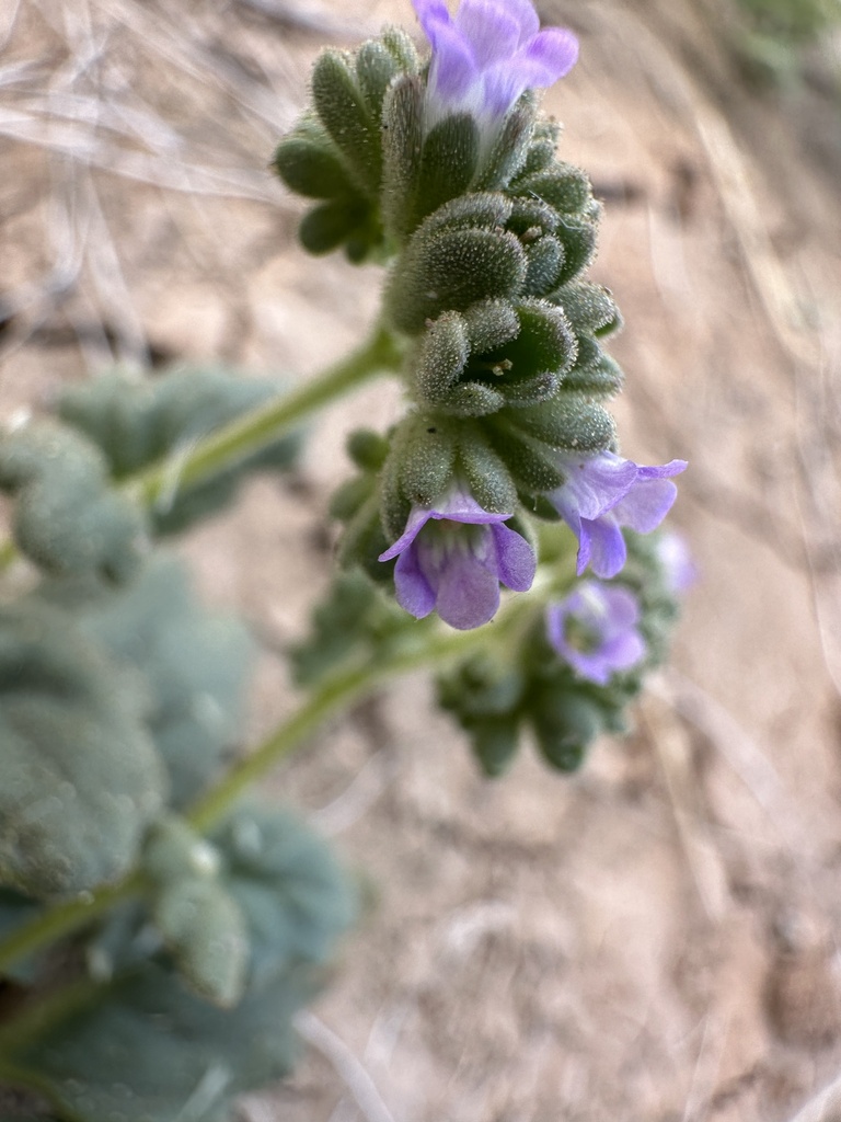Phacelia parishii (Parish's phacelia), native California herb