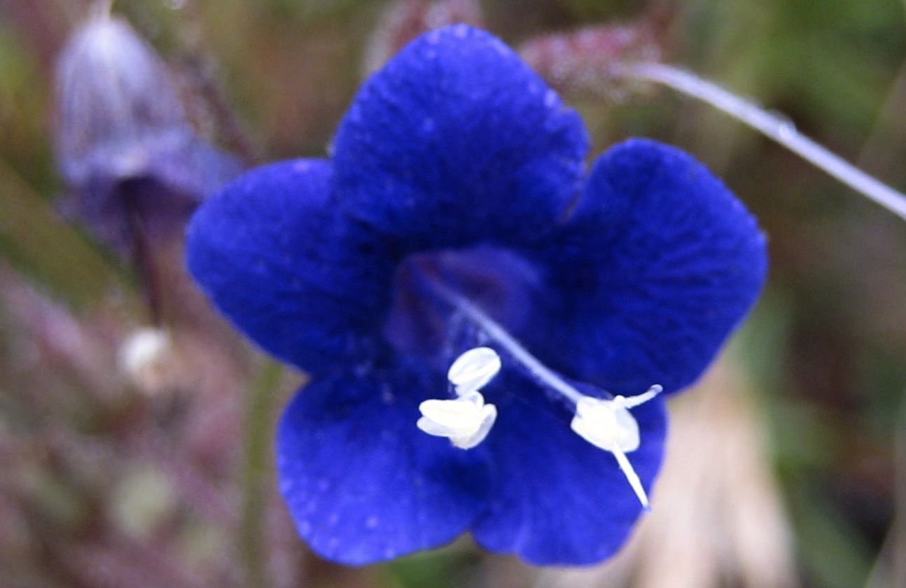 Phacelia parryi (Parry's phacelia), native California herb